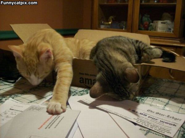 Box Cats