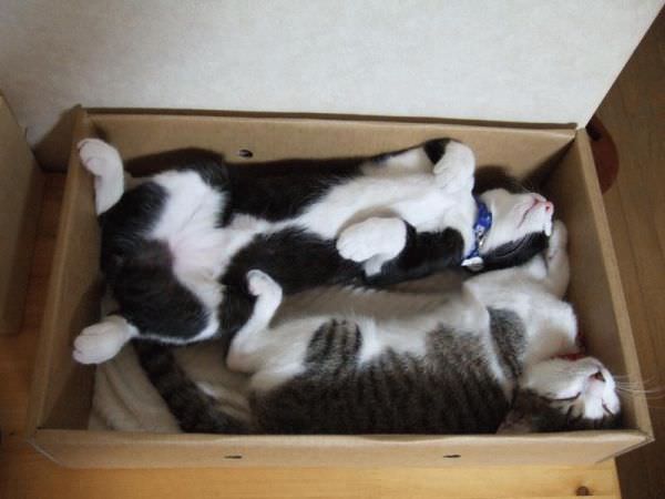 Box Nap