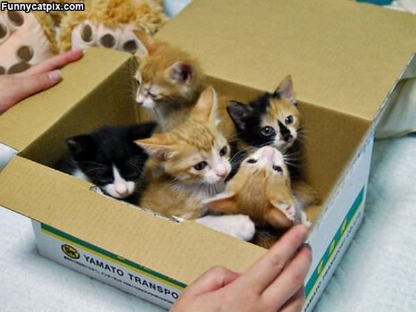 Box Of Kittens