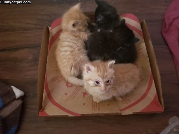 Box Of The Cats