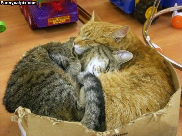 Box Of Warm