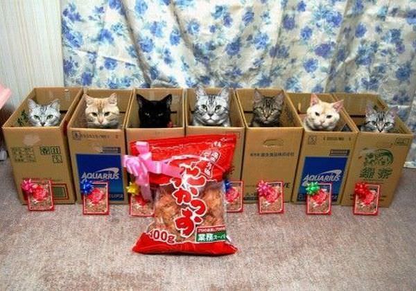 Boxes Of Cats