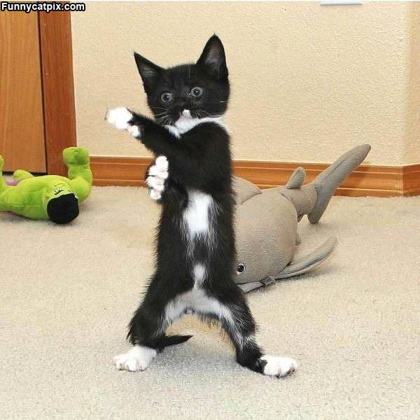 Boxing Kitten