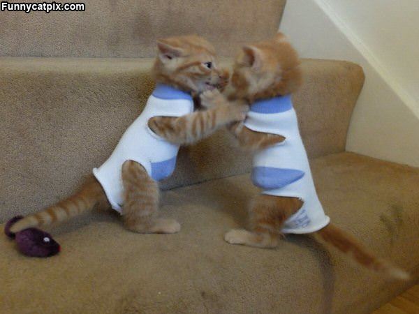 Boxing Kittens