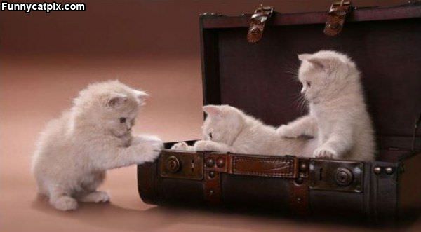 Briefcase Kittens