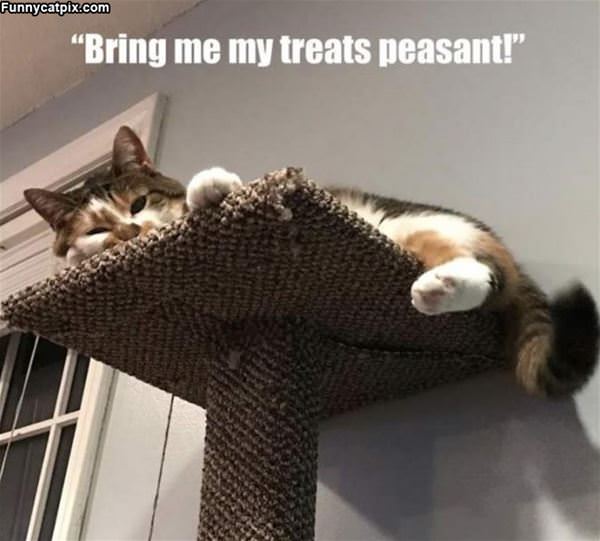 Bring Me My Treats