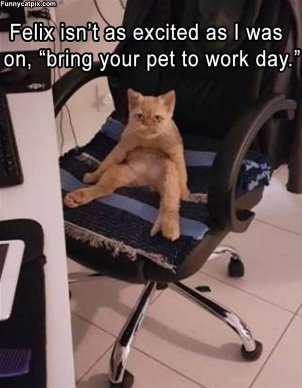 Bring Your Pet To Work