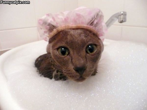 Bubble Cat