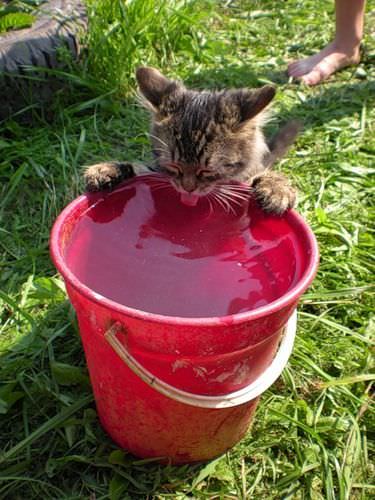 Bucket Drinker