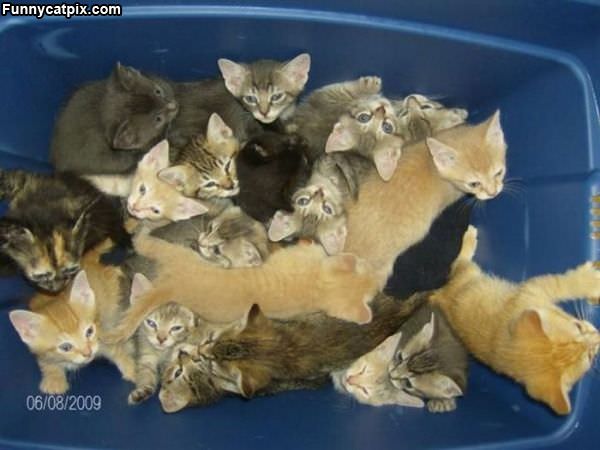 Bucket Of Kittens