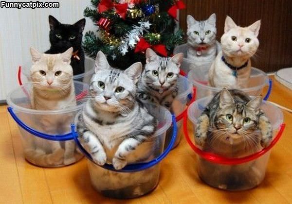 Buckets Of Cats