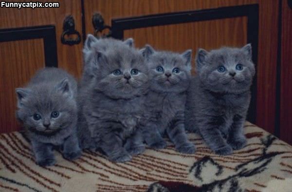 Bunch Of Kittens