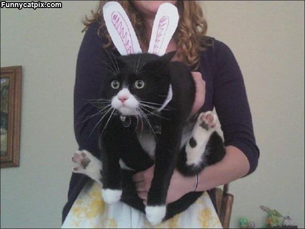 Bunny Cat