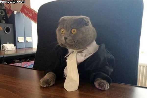 Business Cat