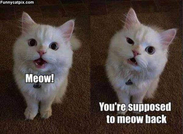 But I Meowed