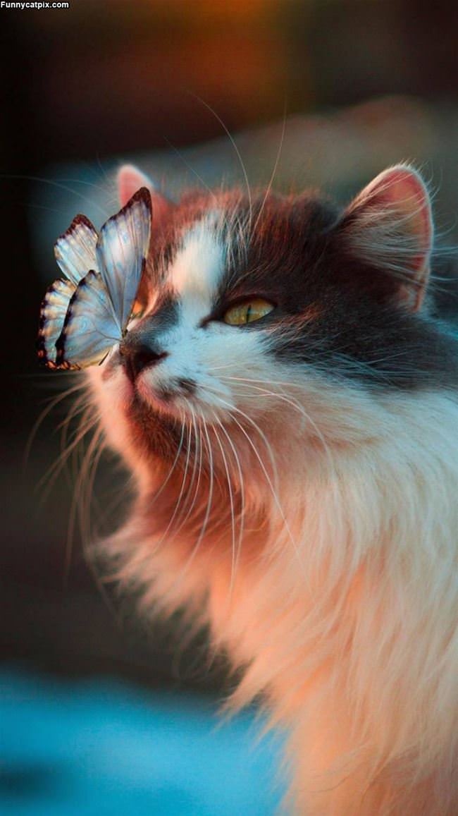 Butterfly Cat