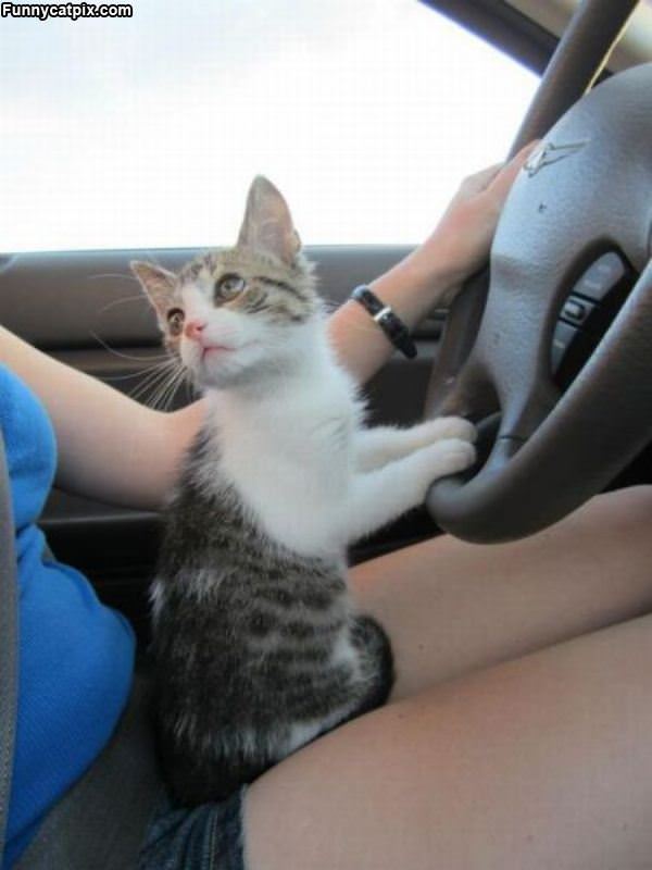 Can I Drive