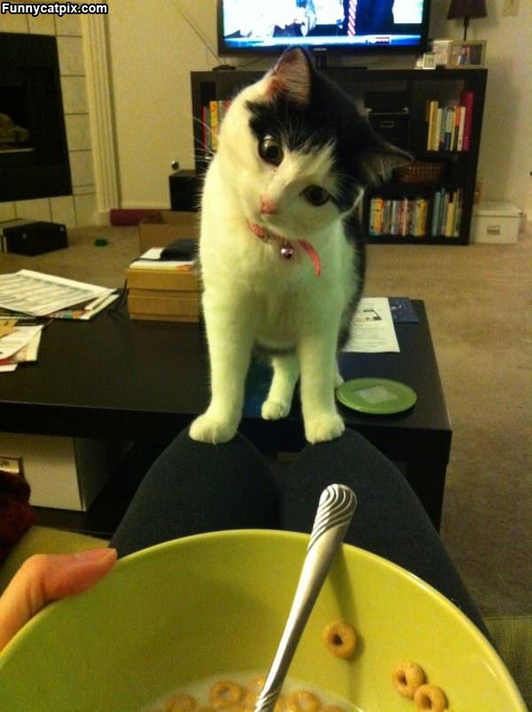 Can I Have Some Please