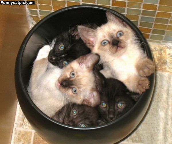 Can Of Kittens