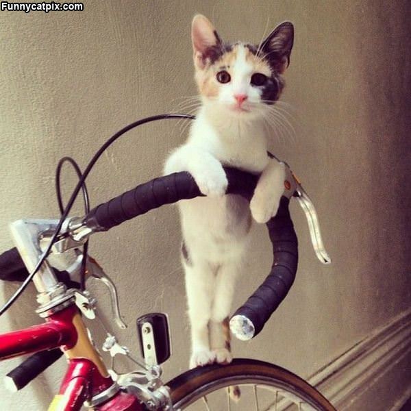 Can We Go For A Bike Ride