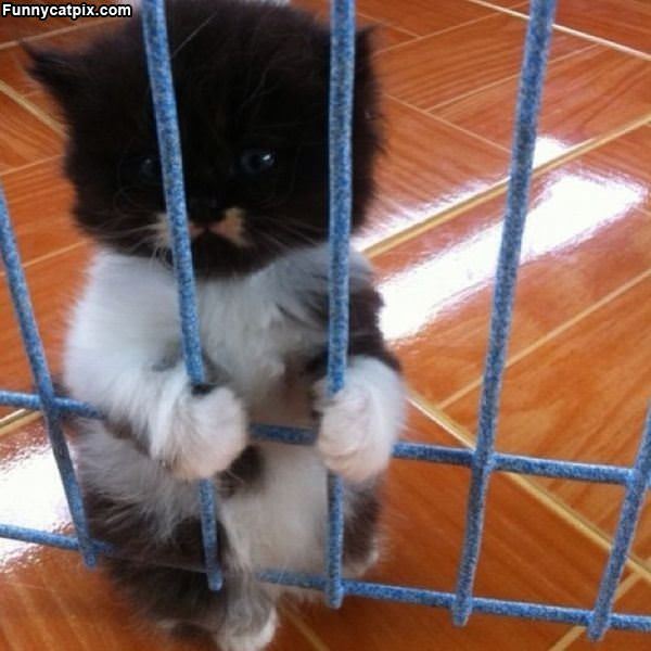 Can You Lets Me Out Please