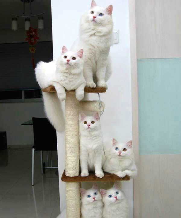Cant Stack Cats