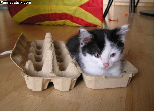 Carton Of Cat