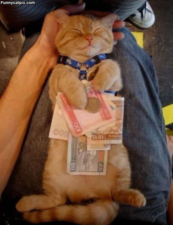 Cash Cat