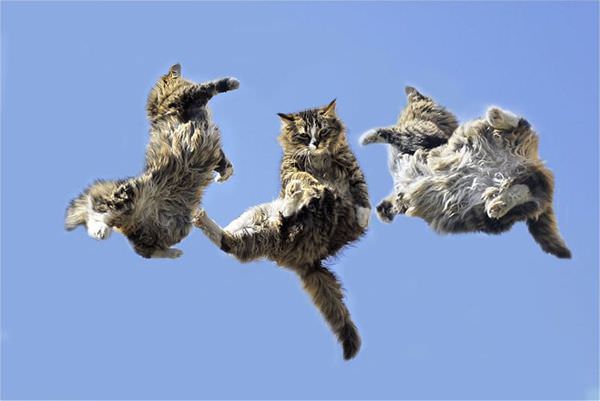 Cat Acrobatics