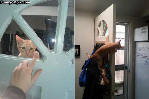 Cat Answering The Door