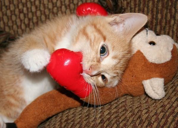 Cat Attacking Stuff Animal