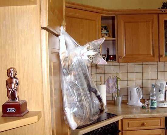 Cat Baggie