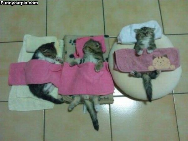 Cat Beds