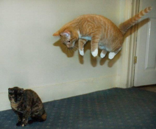 Cat Bomb