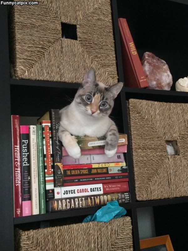 Cat Books