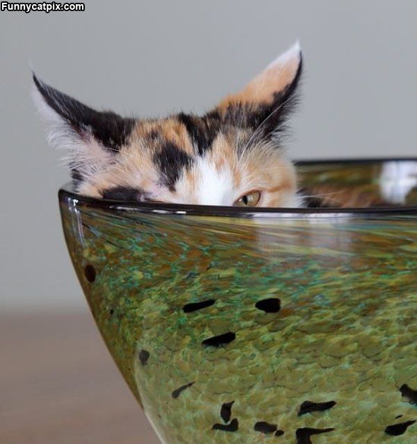 Cat Bowl