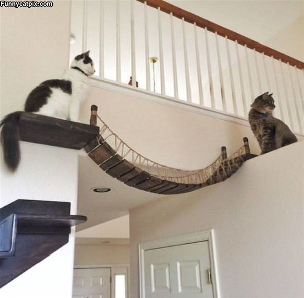 Cat Bridge