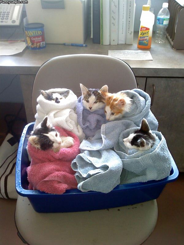 Cat Bundles