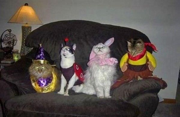 Cat Costumes