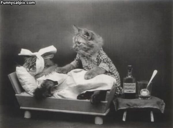 Cat Doctor