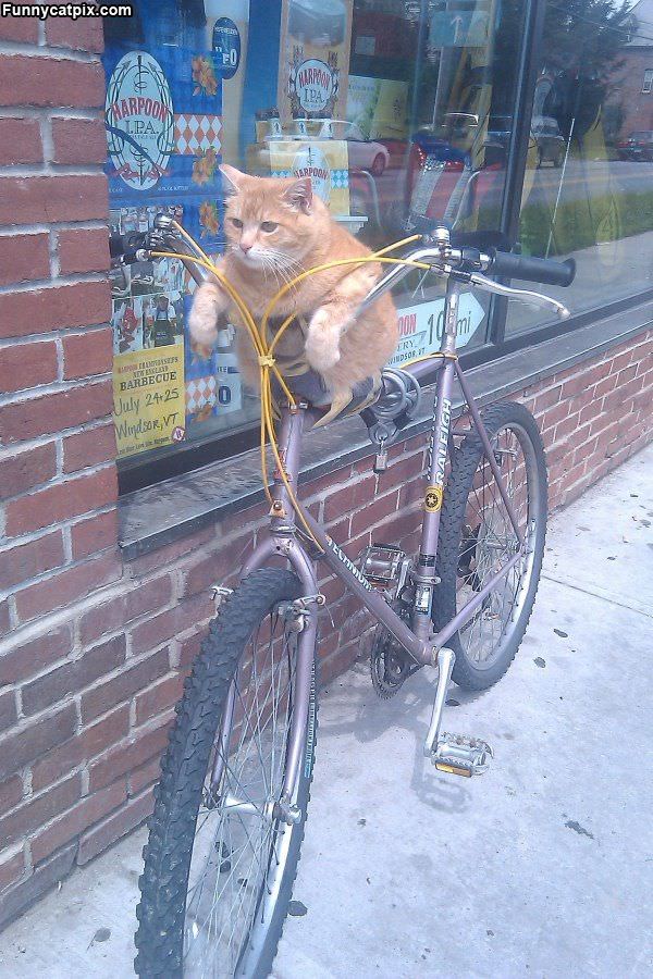 Cat Doing Some Biking