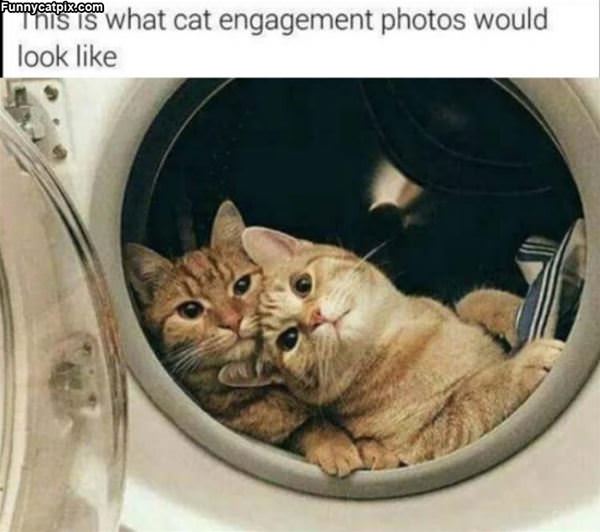 Cat Engagement Photos