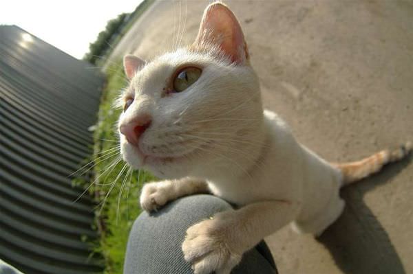 Cat Face Closeup