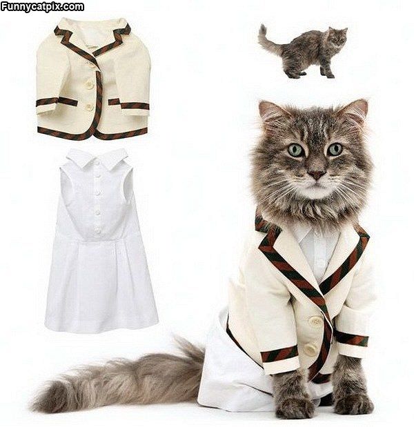 Cat Fashion
