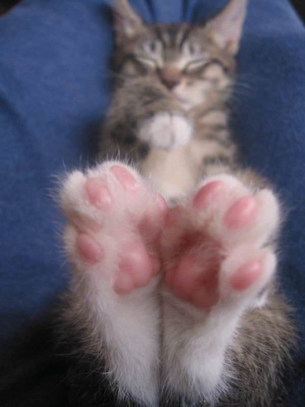 Cat Feet