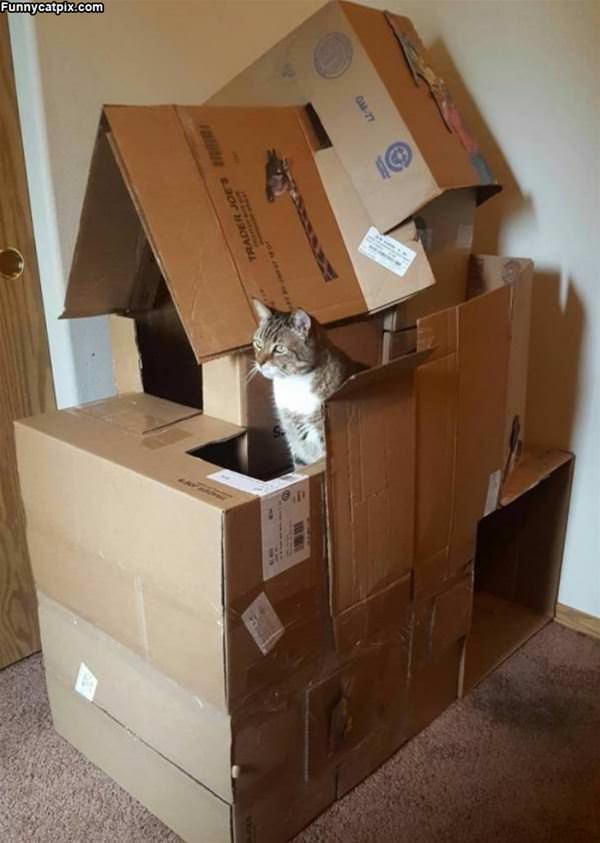 Cat Fort