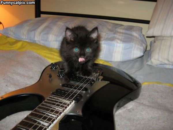 Cat Guitar