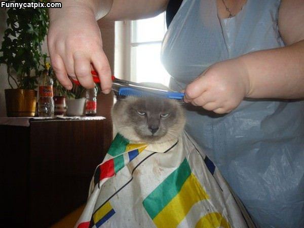 Cat Haircut