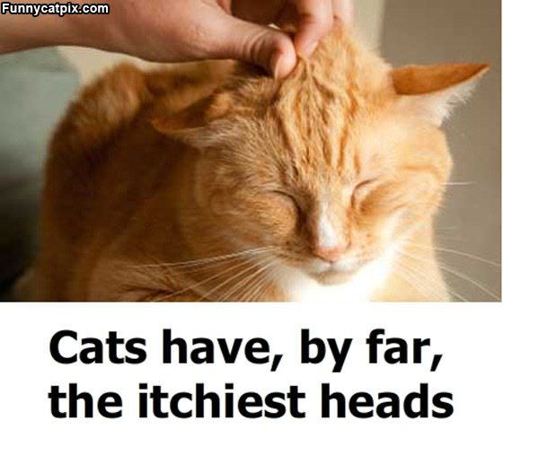 Cat Heads