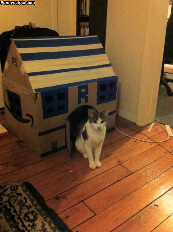 Cat House